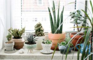 Місячний календар посіву кімнатних ролин у лютому