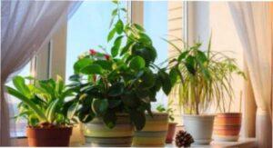 Місячний календар квітникаря на лютий