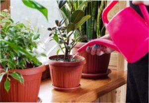 Полив кімнатних рослин
