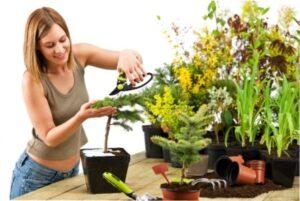 Освітлення кімнатних росин