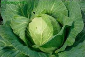 Коли сіяти капусту на розсаду в 2023 році: терміни посіву