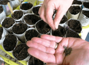 Переваги ранньої посадки розсади капусти