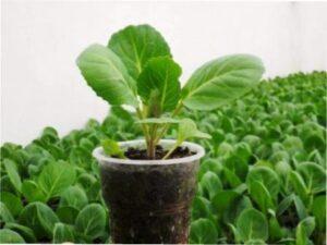 Коли садити ранню капусту на розсаду