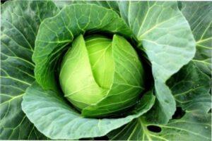 Пересадка розсади капусти у відкритий грунт