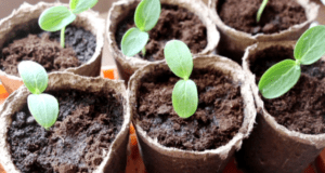 Терміни посадки огірків в різних регіонах