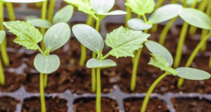 Коли сіяти огірки за місячним календарем у 2022 році