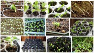 Огірки: посадка й догляд у відкритому ґрунті