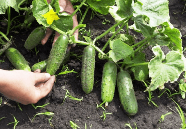 Коли сіяти огірки на розсаду в 2022 році: терміни посадки