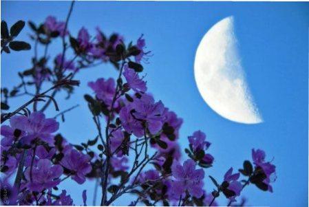 Місячний календар квітникаря на березень 2022 року