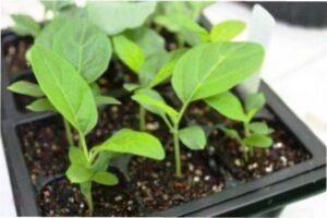 Чому потрібно баклажани пікірувати - фото.