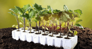 приятливі дні для пікірування баклажанів в домашніх умовах - фото.