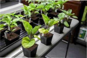 Пікірування баклажанів за місячним календарем