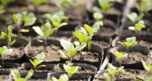 Алгоритм пікіровки баклажанів