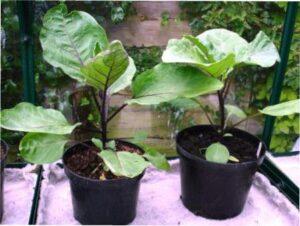 Догляд за розсадою баклажанів