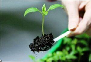 Пікіровка перцю в 2022 році - фото.