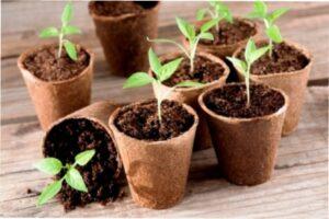 Сприятливі дні для пікіровки перцю за місячним календарем.