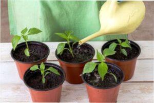 Як правильно пікірувати розсаду перцю