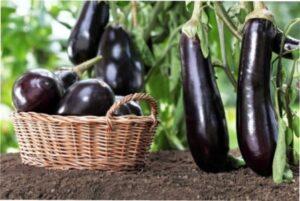 Сприятливі дні для посіву баклажанів в 2022 році