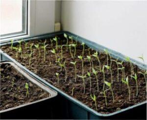 Коли садити баклажани на розсаду в 2022 році за місячним календарем