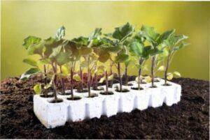 Вибираємо терміни для пікірування баклажанів в 2022 році