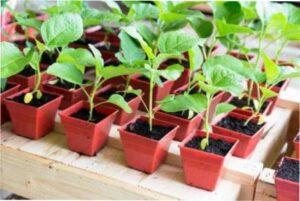 Дні для посіву баклажанів в 2022 році