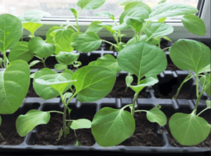 Догляд за розсадою баклажанів фото.