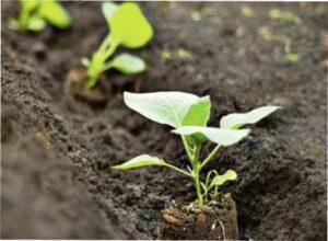 Висадка у відкритий грунт баклажанів