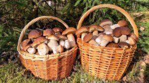 Місячний календар грибника на 2022 рік - фото.