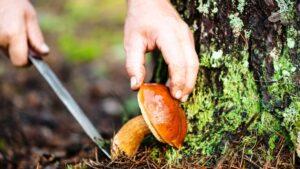 Сприятливі дні для збору, сушки і консервування грибів за місячним календарем 2022 року