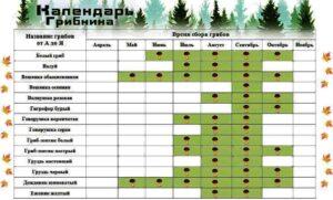 Календар появи грибів по місяцях