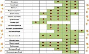 Календар збору і заготівель грибів на 2022 рік