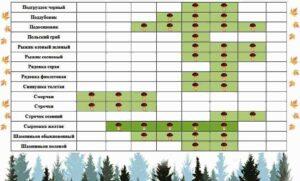 Календар появи грибів по місяцях - фото.