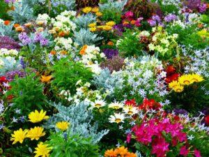 Що потрібно зробити в квітнику у вересні: роботи