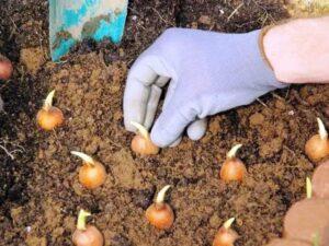 Пересадка квітів у вересні - фото.