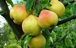 Літні сорти груш - фото.