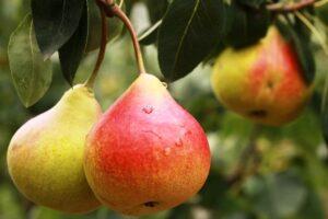 Пізні зимові сорти груш - фото.