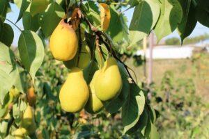 Стадія зрілості груш - фото.