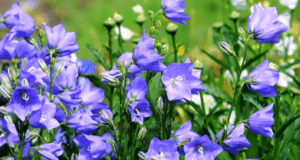 Дзвіночок садовий