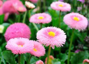 Маргаритка багаторічна - догляд у відкритому грунті