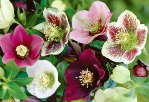 Морозник (Геллеборус) - красива квітка