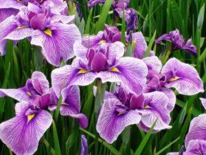 Ірис для краси