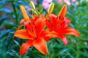 Лілія - посадка і догляд у відкритому грунті, фото 