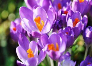 Пізньоцвіт для вашого саду