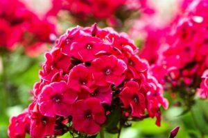 Флокси, як квіти в серпні