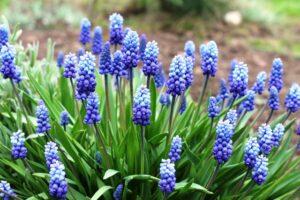 Мускари для вашого дому