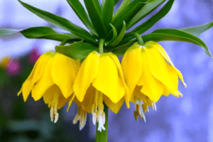 Рябчик імператорський для посадки