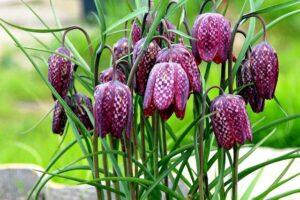 Рябчик шаховий - чудова квітка