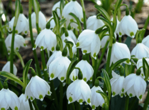 Білоцвітник для саду