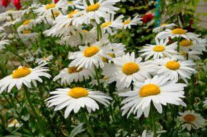 Ромашка садова - квіти для дому