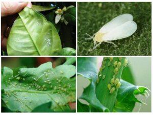 Види попелиці на квітках